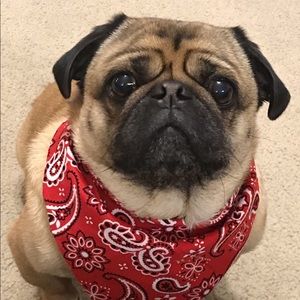 Meet your Posher, Bryan